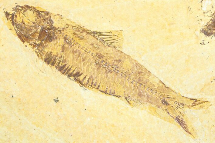 Detailed Fossil Fish (Knightia) - Wyoming #360689